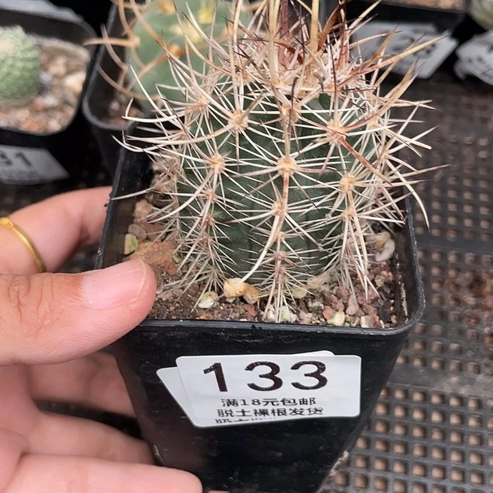 133林氏幻虾仙人球植物