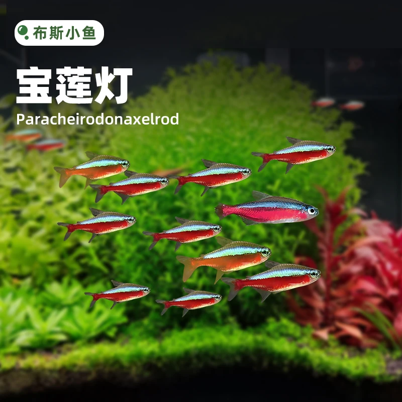 布斯小鱼 宝莲灯鱼活体灯科鱼淡水小型草缸群游红绿灯热带观赏鱼