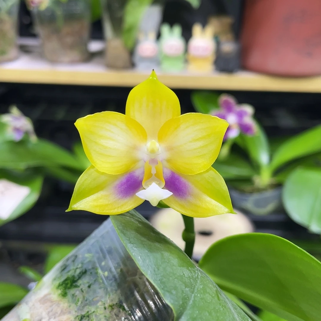 完全开放龙玛丽2.5寸