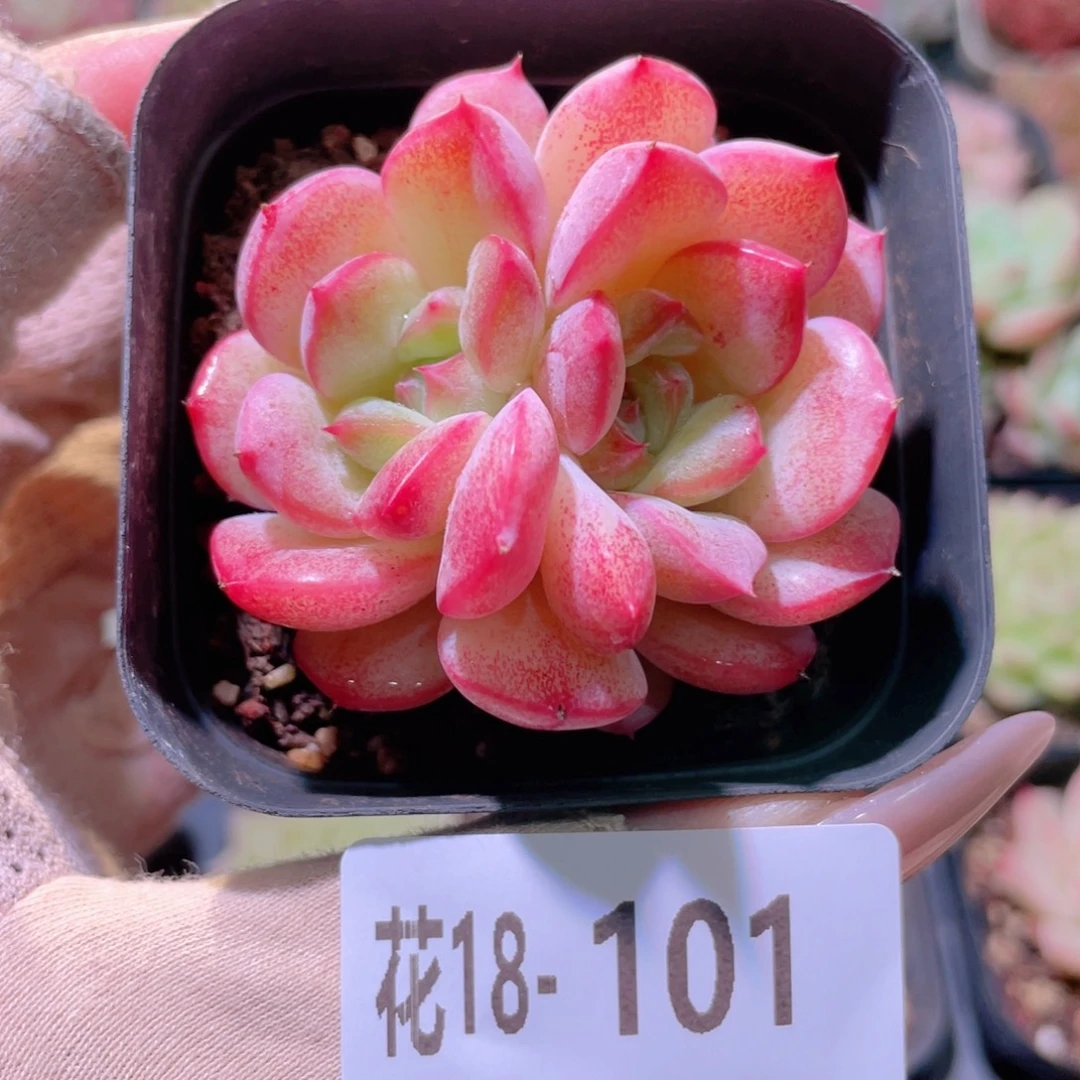 花利美18-101新品双头