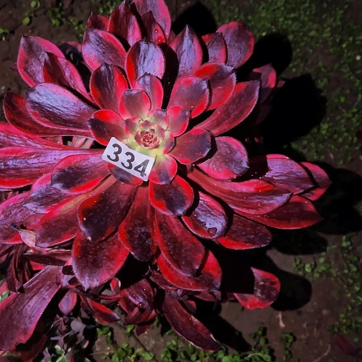 334火烧云多肉植物处理不售后