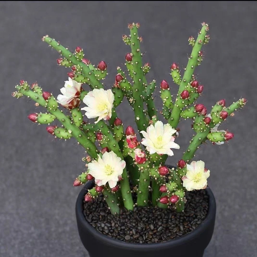 鹿角梅仙人牡丹团扇开花多肉植物室内办公室防辐射美观