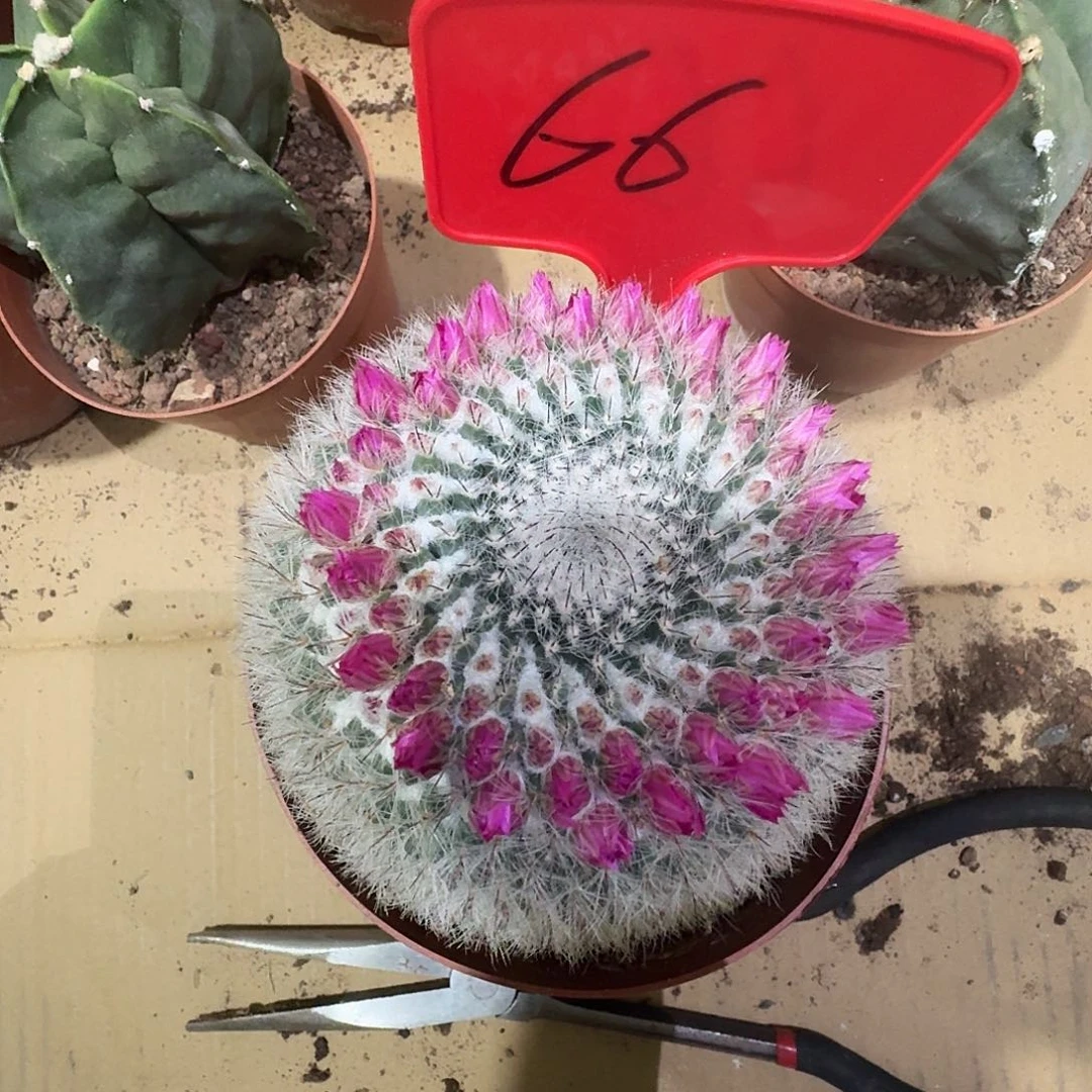 66 号实生玉翁一颗包邮