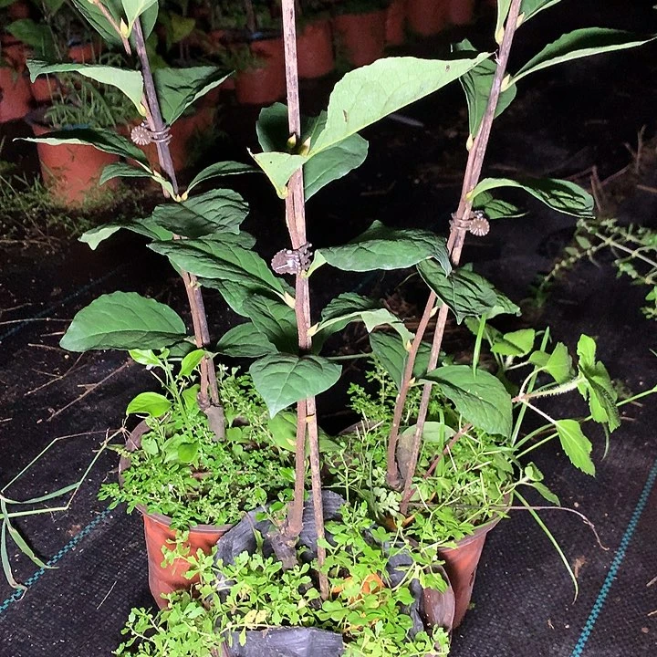 完全开放218嫁接36.8