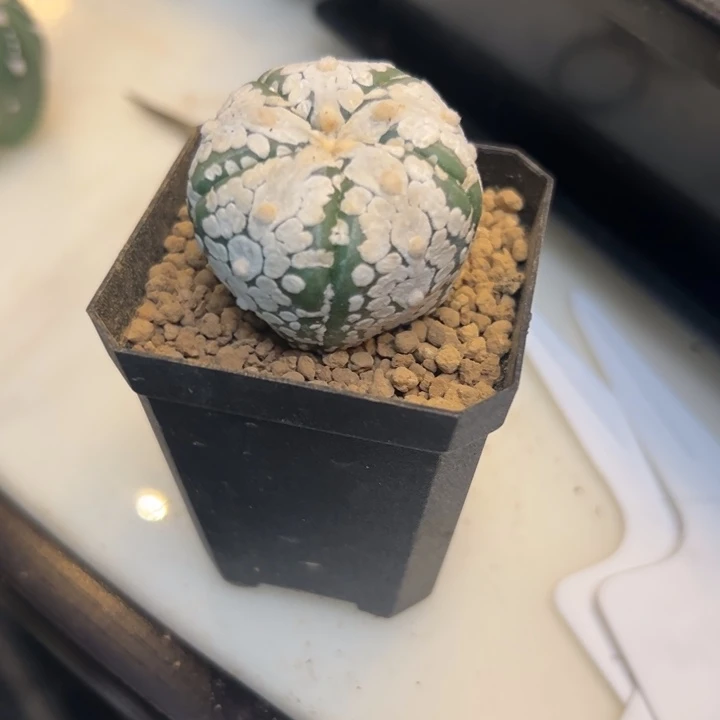 乐***兮兜星球仙人球闪购