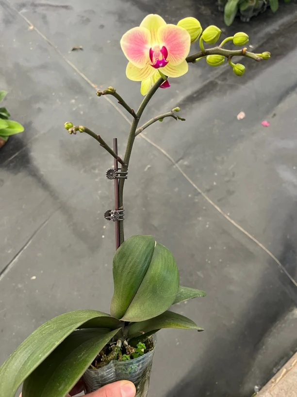 鲜花《腮红》蝴蝶兰云南源头基地直发