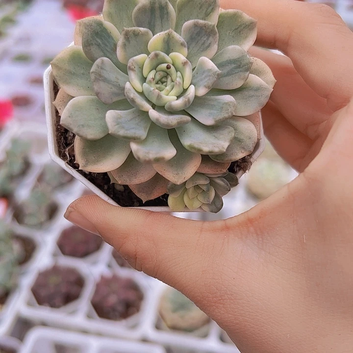 粉布偶锦多肉19包邮