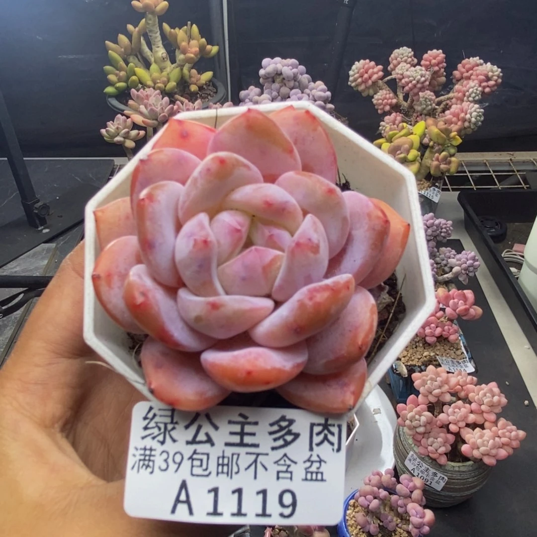 119冰糕多肉肉6c m