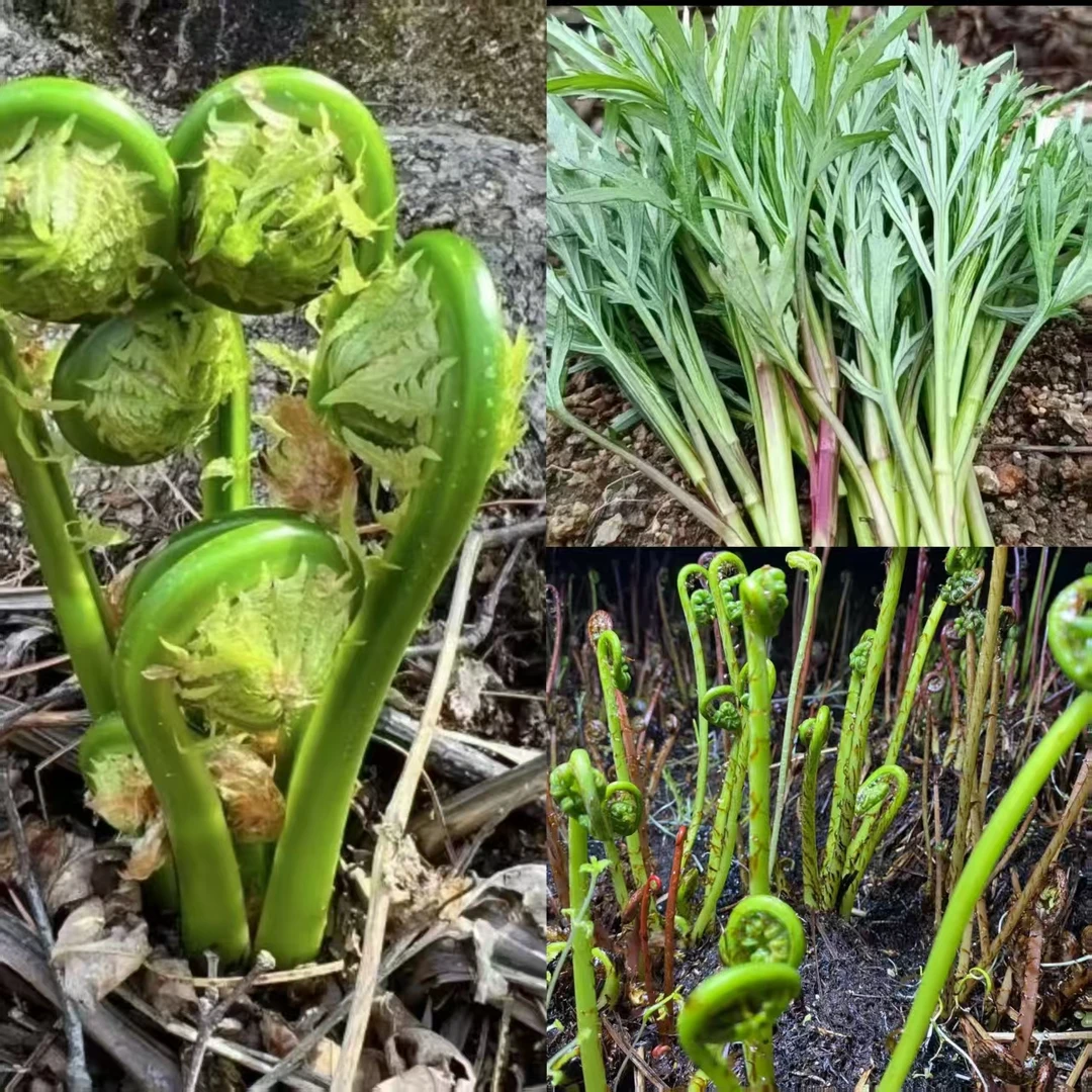 东北深山采摘山野菜（焯水速冻）3斤装顺丰包邮