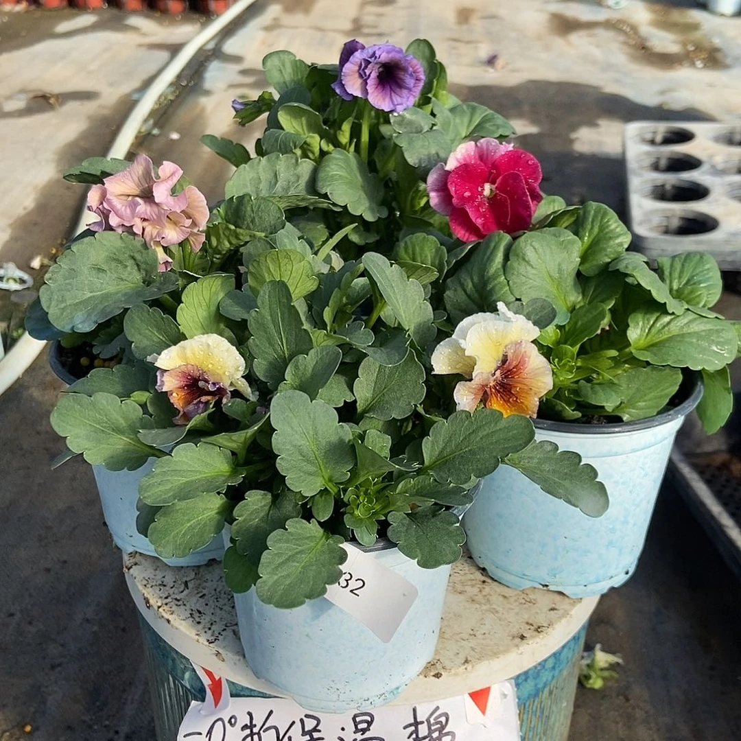 大部分花苞少量开放632