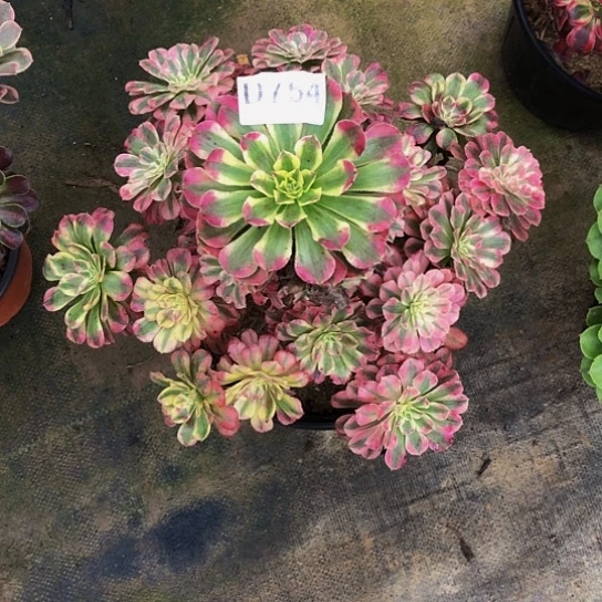 法师多肉植物红铜白754