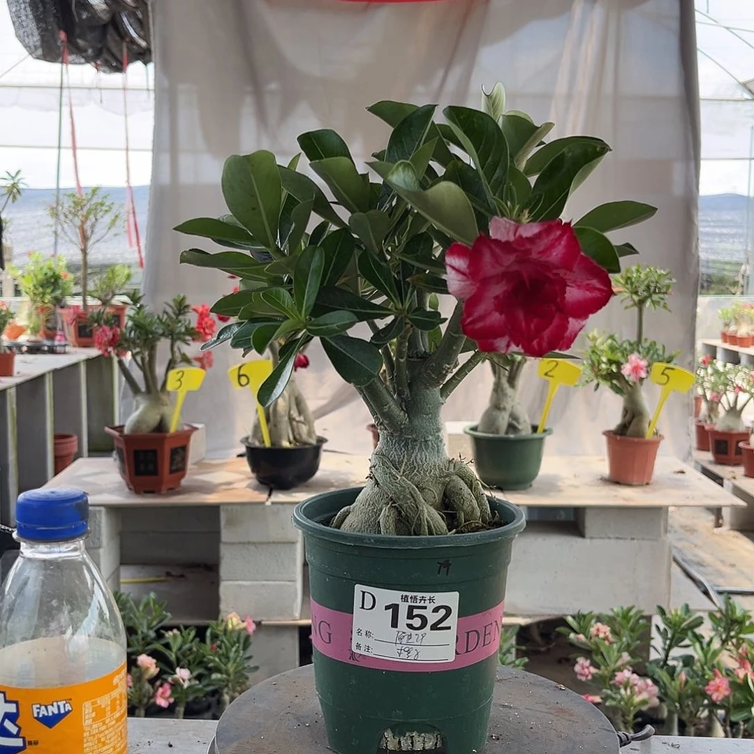当前无花栽培后可以开花152原生重瓣原盆土