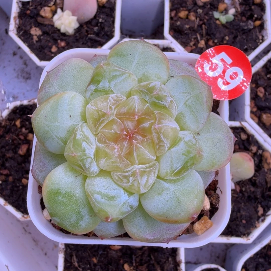 59号果冻甜心一物一拍