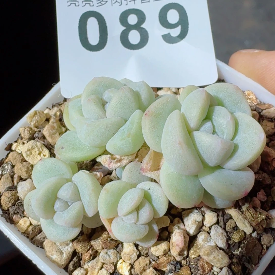 糖心冰玉         精品多肉