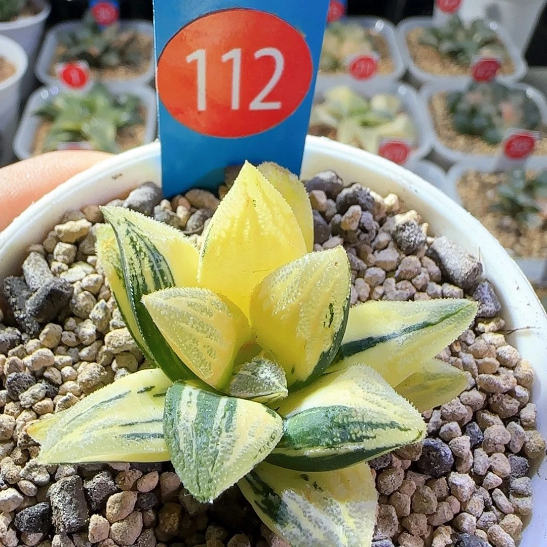 112号毛蟹锦一物一拍带盆土