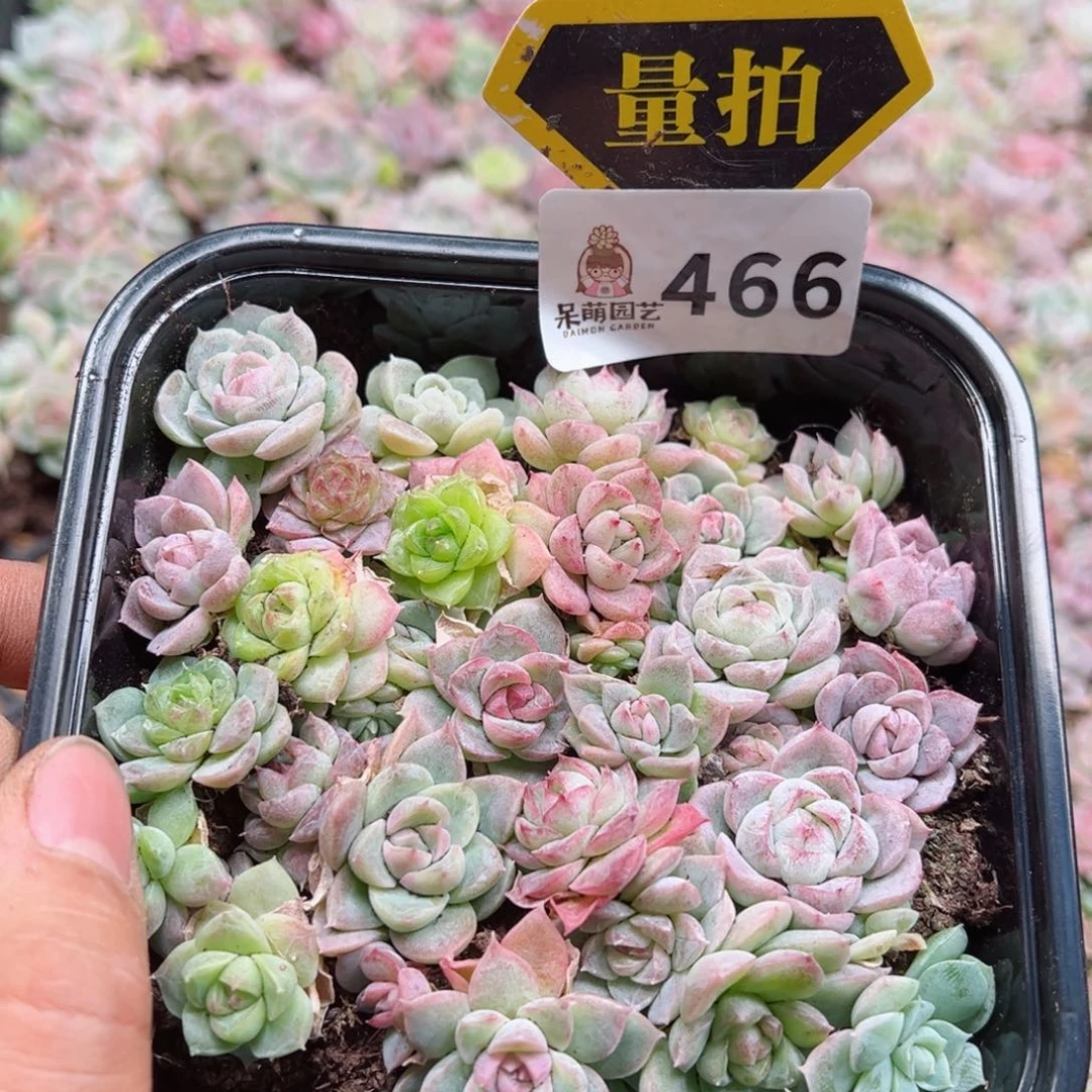 多肉植物多肉植物