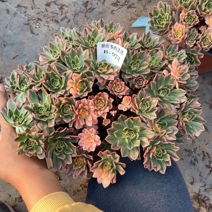 柠***贝973甜茶多肉法师福利