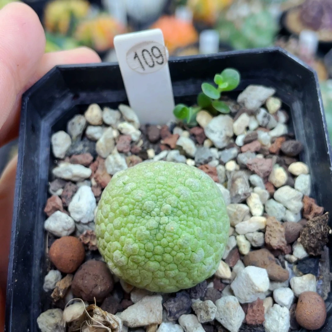 小方2.4cm 盆5公分满25包邮裸根发货