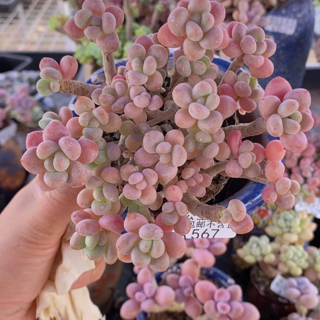 鱼子酱老桩11cm567多肉植物