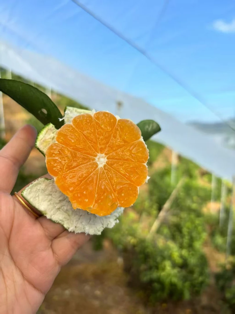 青皮无籽蜜桔赣南寻乌皮薄如纸蜜糖爆浆孕妇现摘现发10斤（精品果）