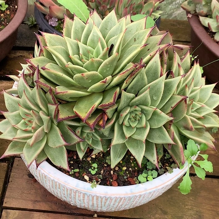 美肉特价活动开始啦