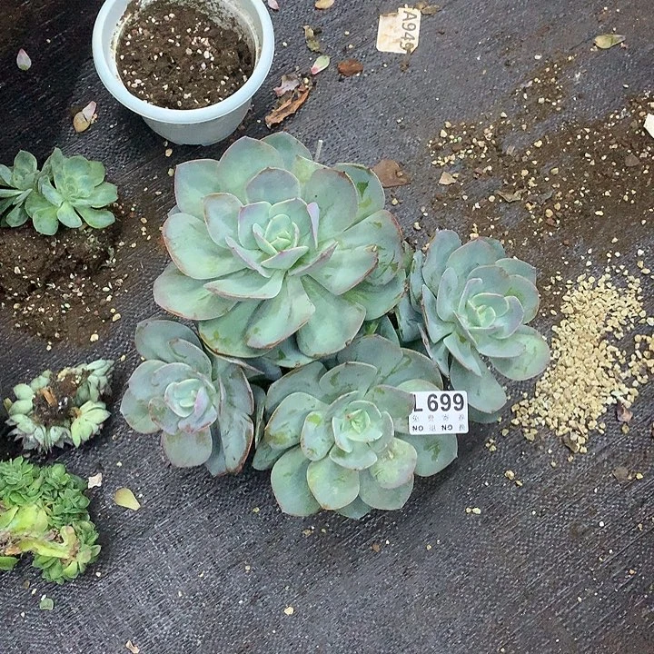 白凤老桩 多肉植物、9.27号左右发