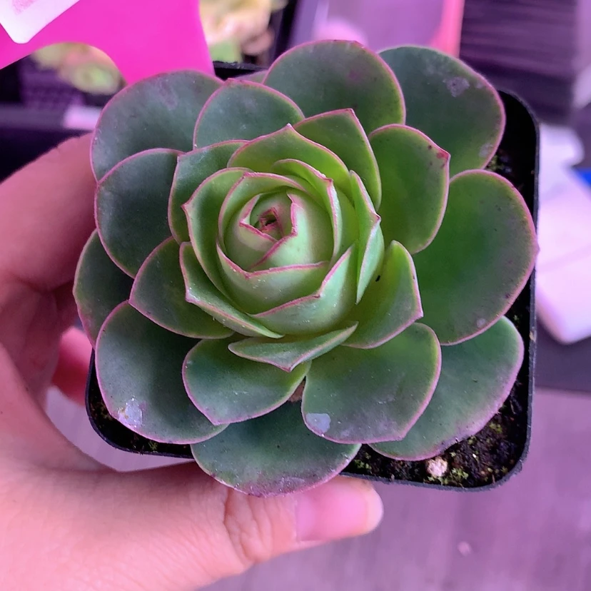 【闪购商品】只****?yjj245凤栖