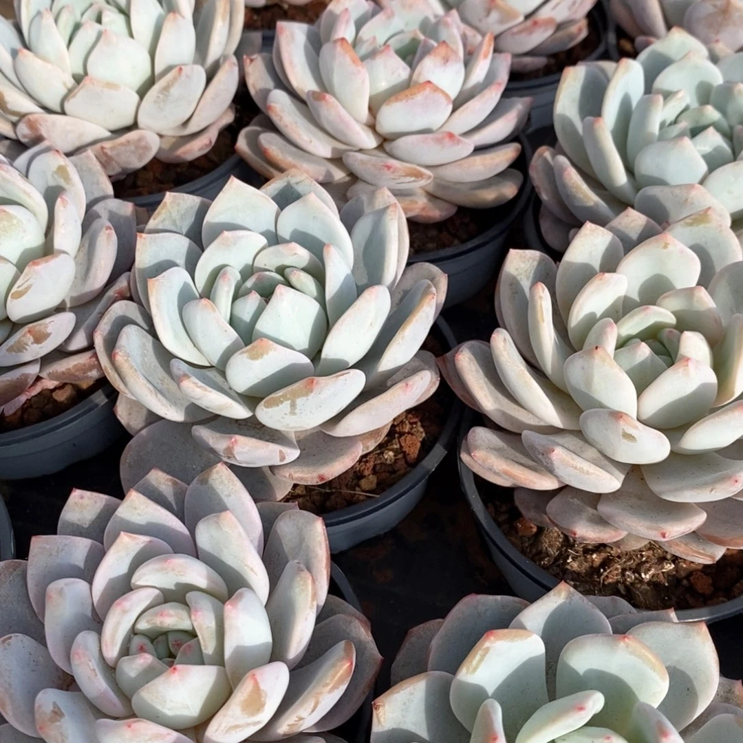 89嫦娥单头 福利多多