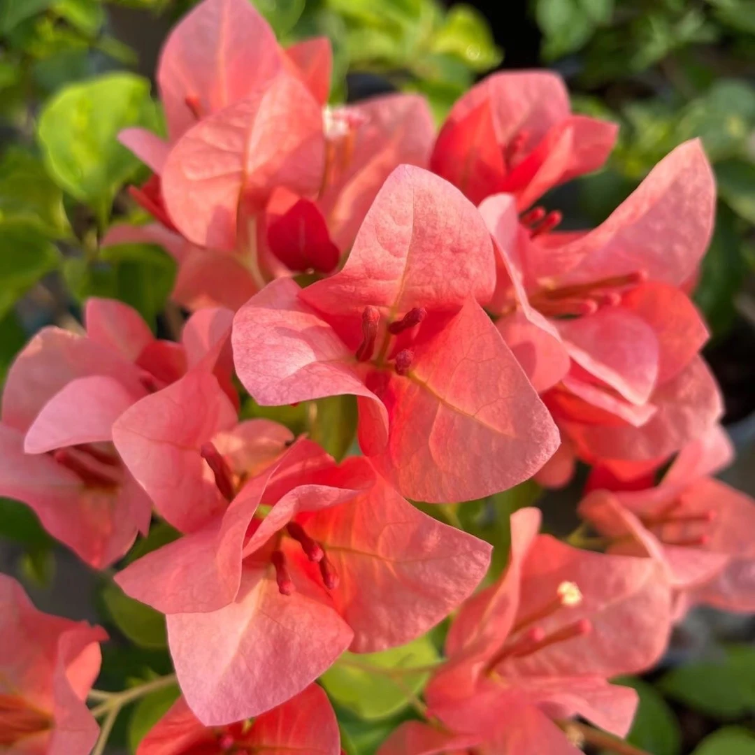 暗斑日落 带盆发货  掉叶掉花不售后