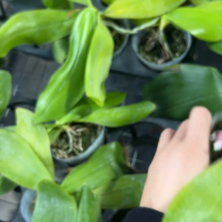 当前无花栽培后可以开花熊猫盾2.5叶损苗
