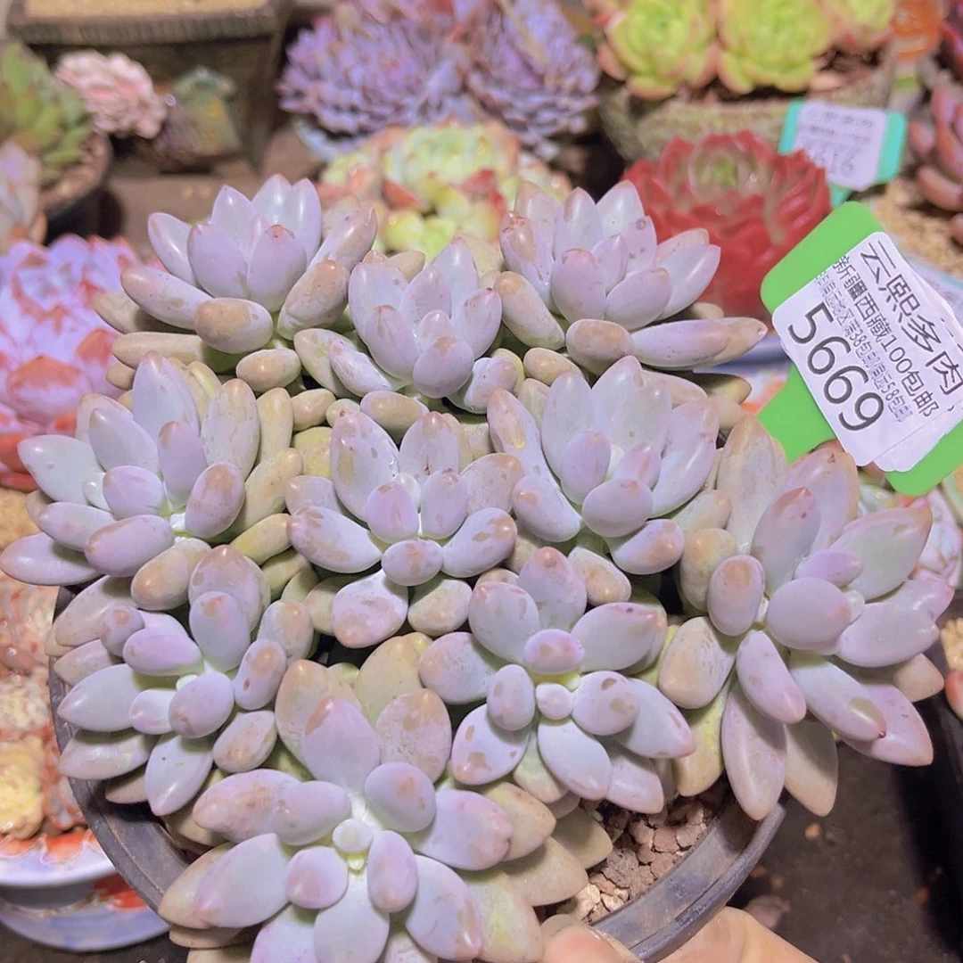 5669粉红色恋人。