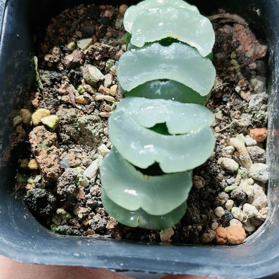 【闪购商品】白瓷玉扇