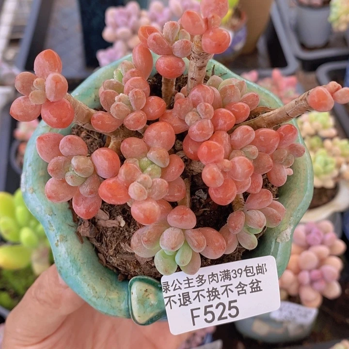 鱼子酱老桩有砍掉叶10cm525多肉植物