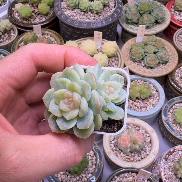 陆****装628无尽灯一物一拍