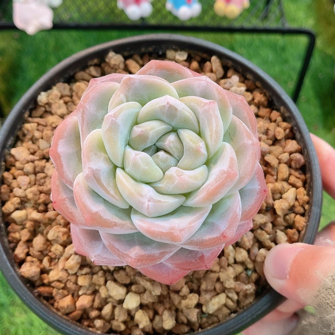 小***8韩版奶油冰玉多肉