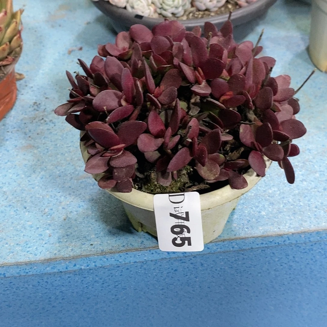 取****结765紫蝶多肉植物