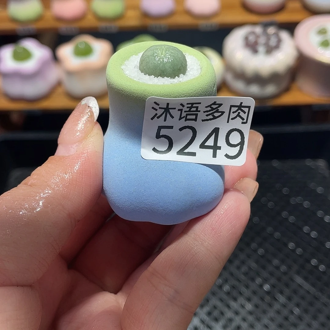 一***Ծ带盆土植物 一物一拍5249