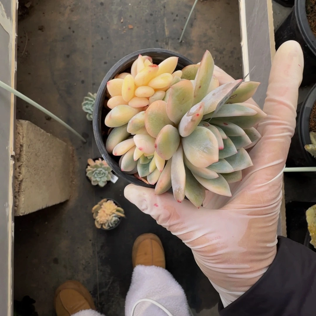 r r r r r r r r 49