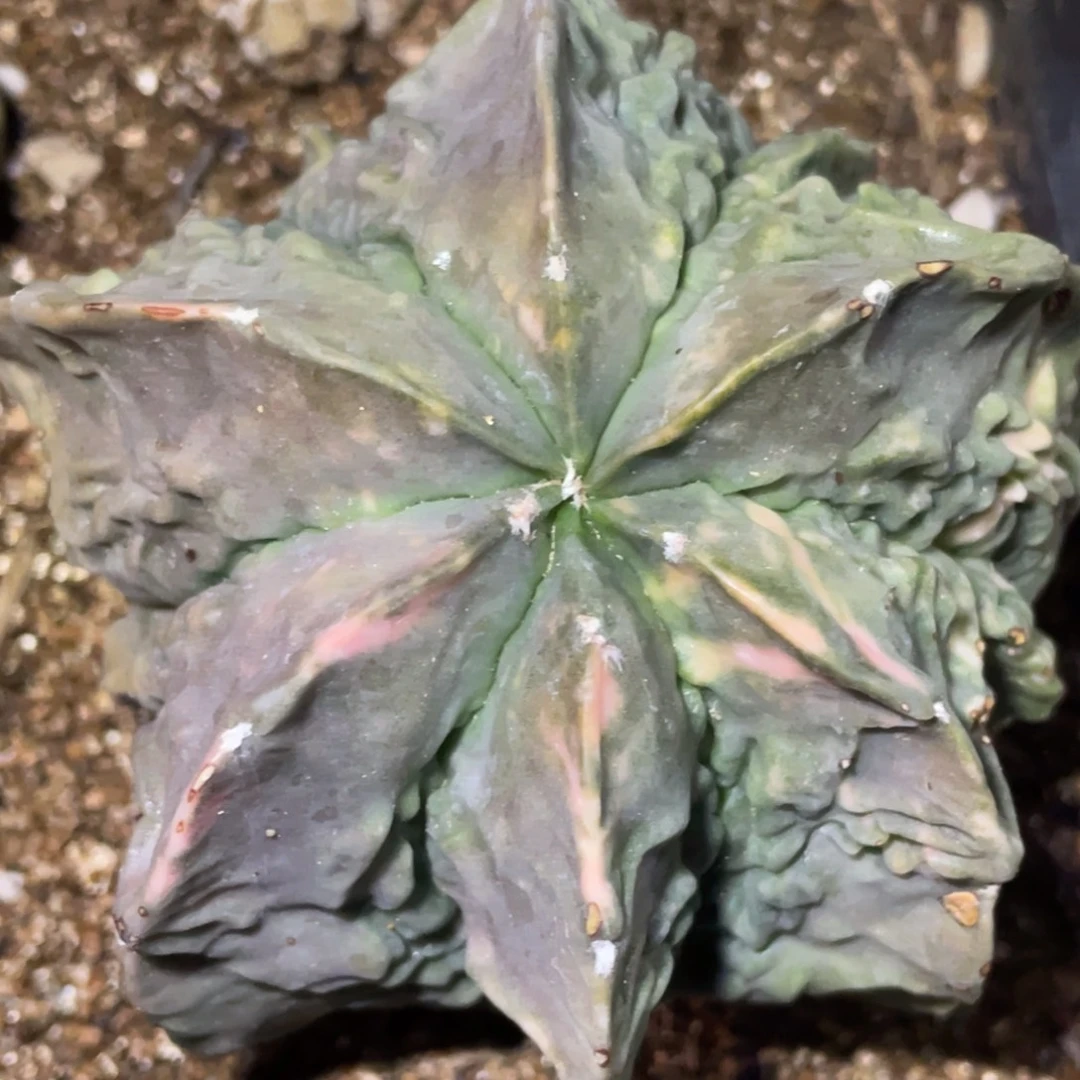 无花朵落地自根 六棱核桃锦006