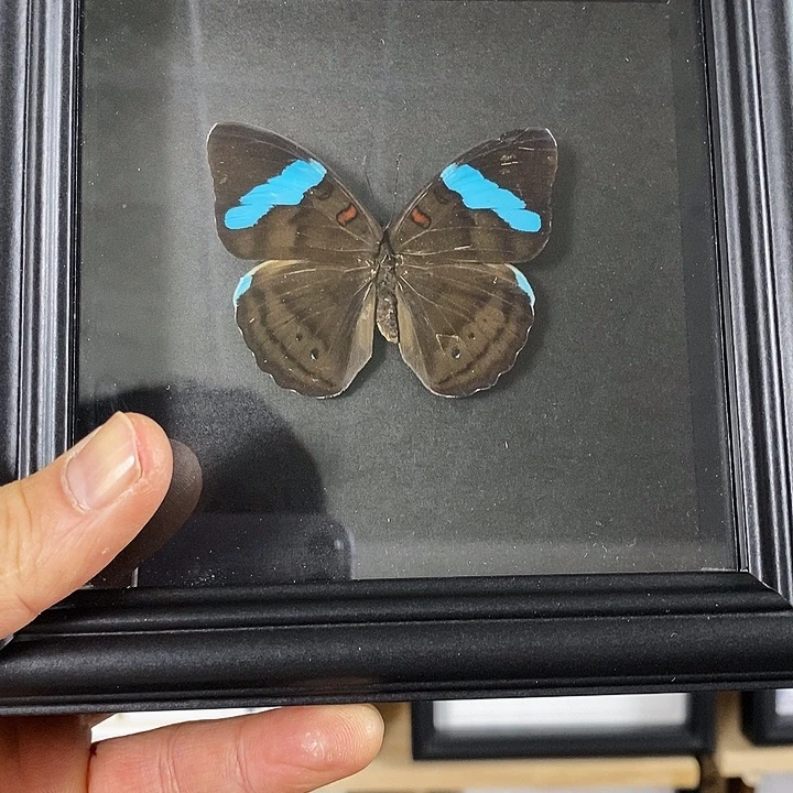 木蓝带鸭蛱蝶5寸框