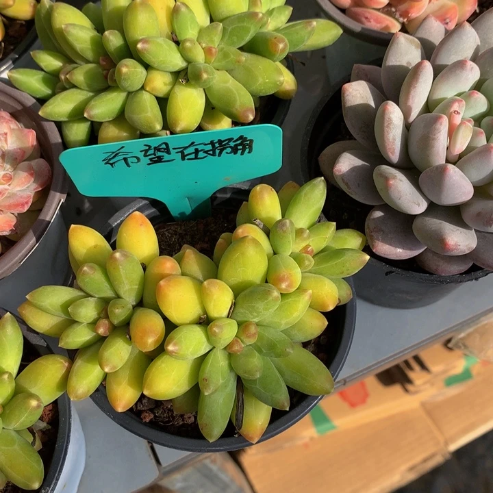 多肉植物7272727373