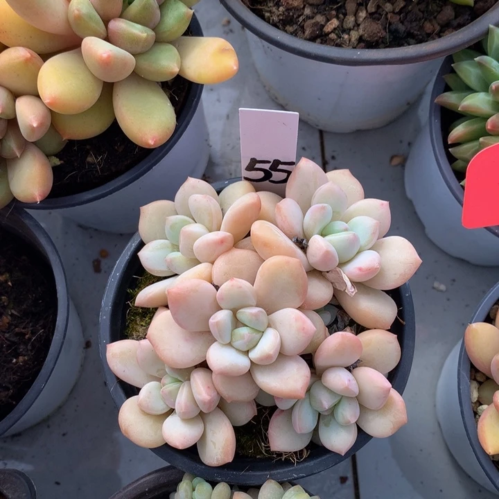 多日子机器727377272