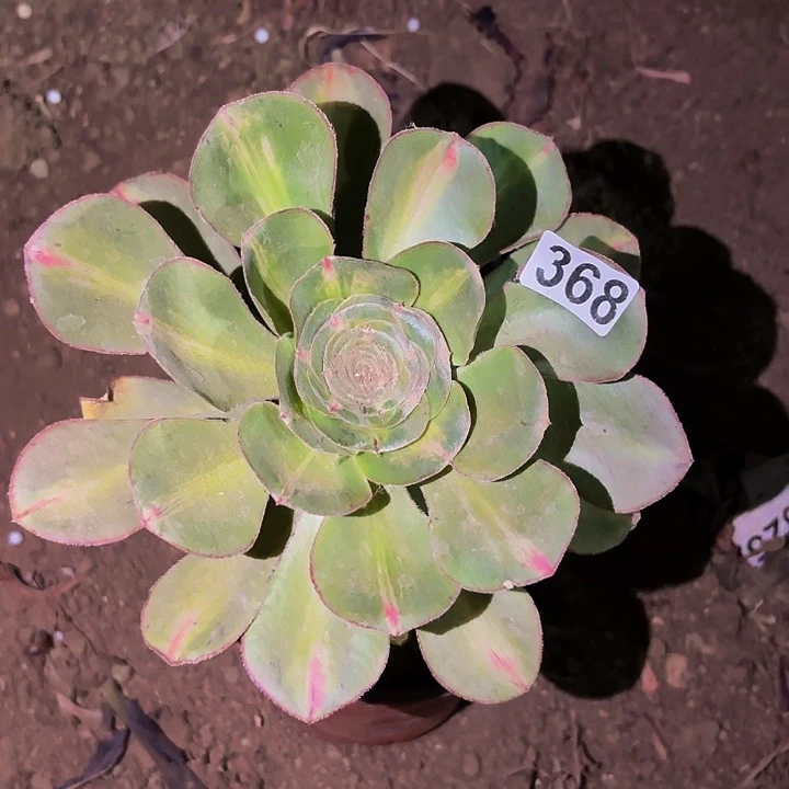 368燕姿中班多肉植物不售后