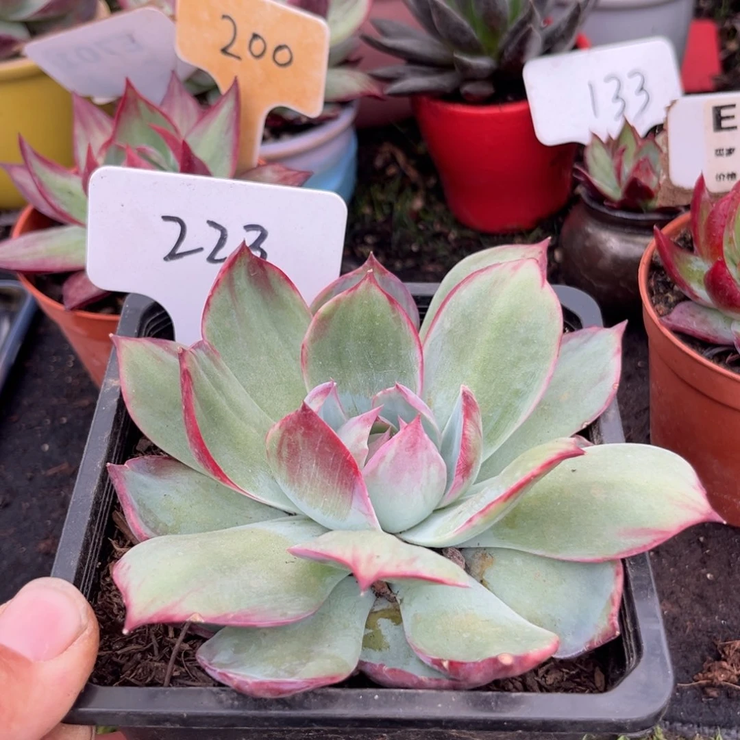 惊鸿仙子多肉植物223