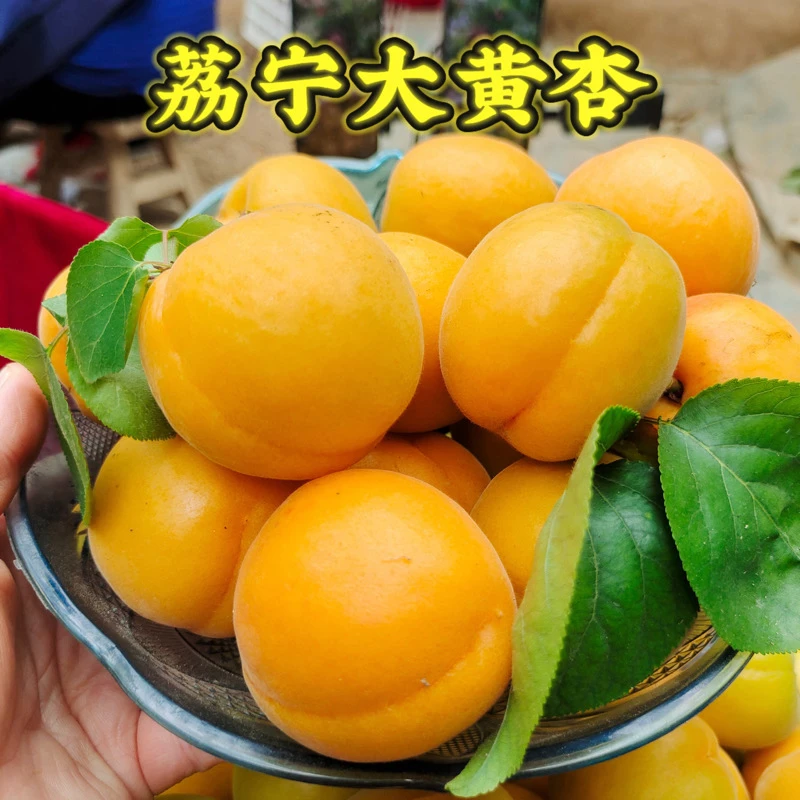 陕西大接杏凯特黄杏麦黄杏新鲜水果农家现摘酸杏子5斤包邮