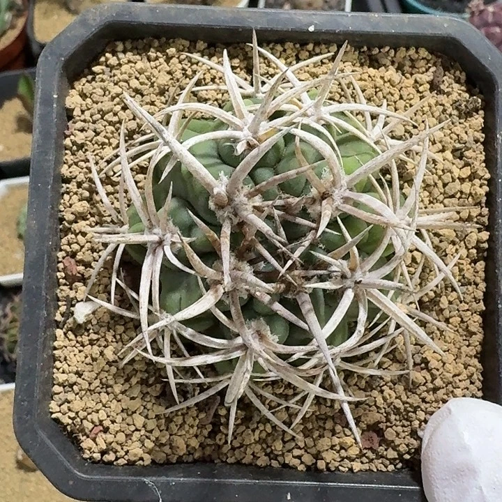 碧岩玉仙人球2345