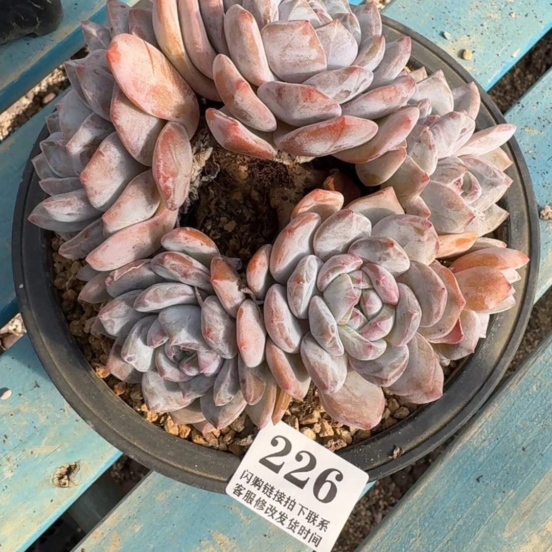 226石榴籽星影群无砍16cm左右