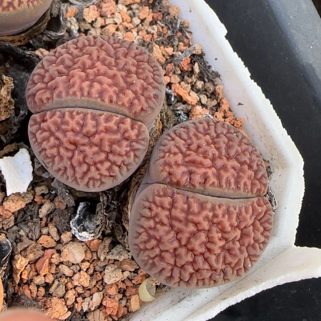 密脑纹拿铁富贵母本大棚直播