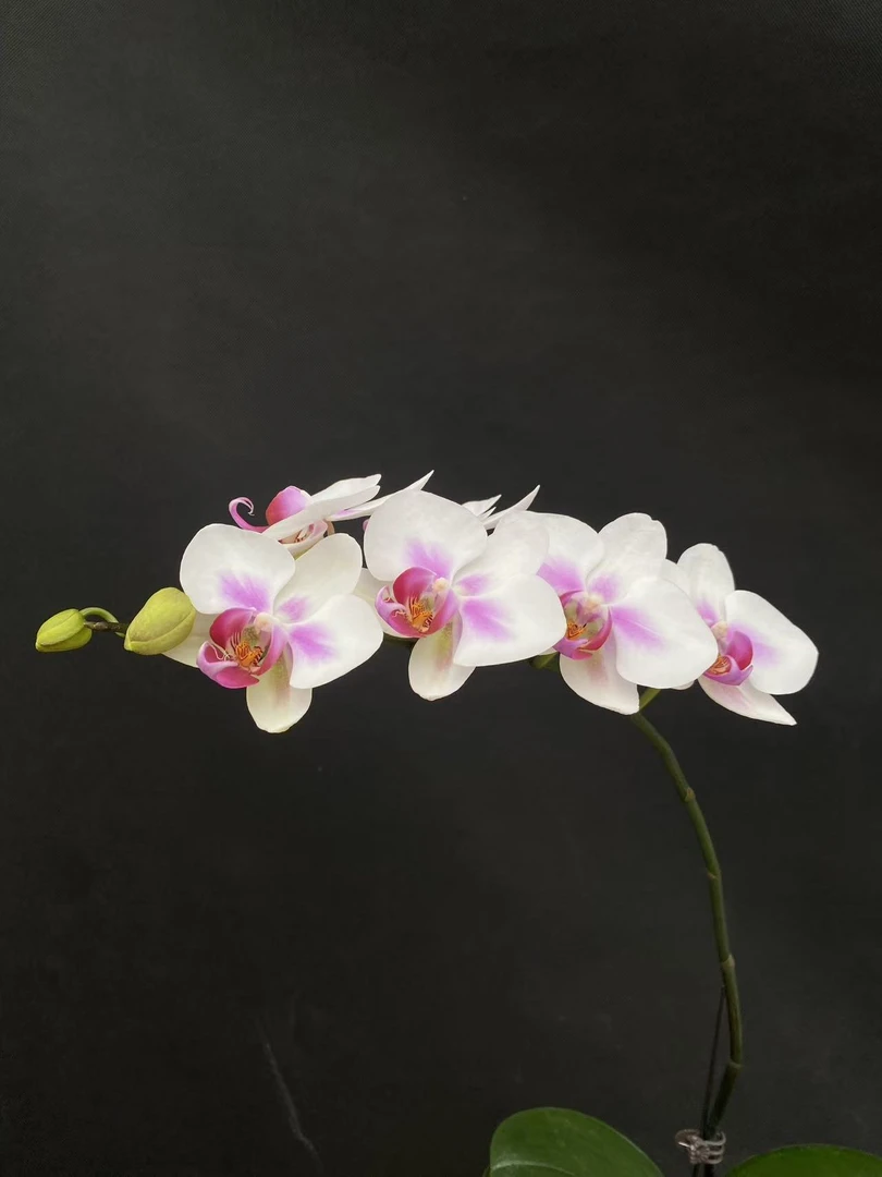 森境【雪媚娘】蝴蝶兰