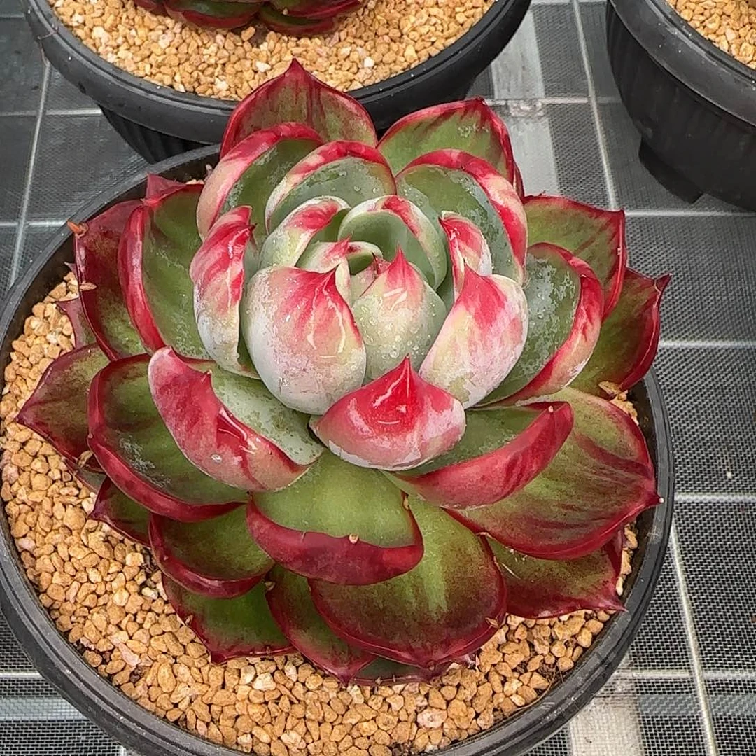 从前慢甄选多肉编号惊鸿仙子